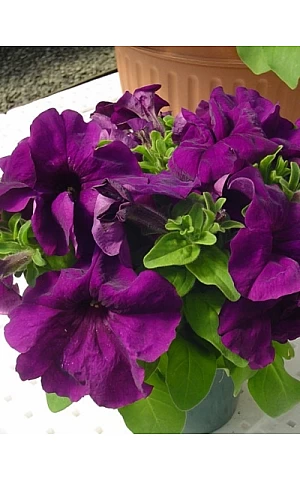 Петунія грандифлора Limbo F1 Deep purple