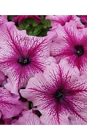 Петунія грандифлора Limbo F1 Orchid Veined