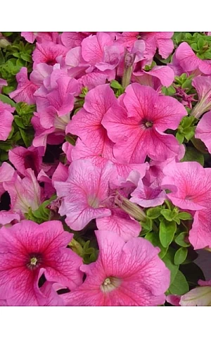 Петунія грандифлора Limbo F1 Pink Veined