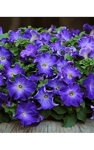 Петуния Грандифлора Sophistica Blue Morn