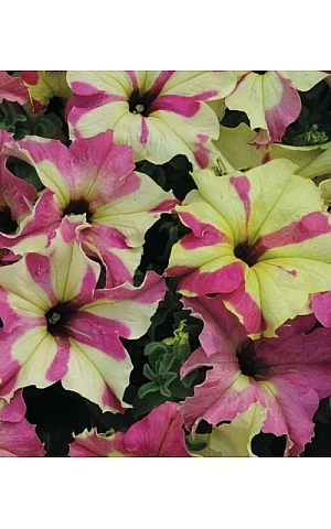 Петуния Грандифлора Sophistica Lime Bicolor