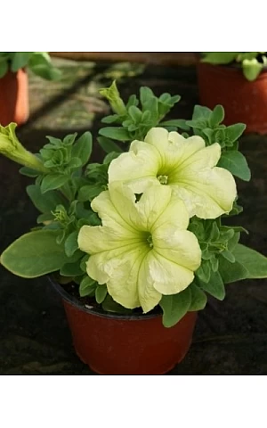 Петуния Грандифлора Sophistica Lime Green