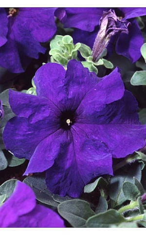 Петунія грандифлора Tango F1 Blue
