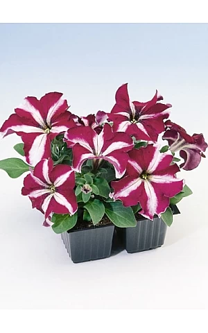 Петунія грандифлора Tango F1 Burgundy Star