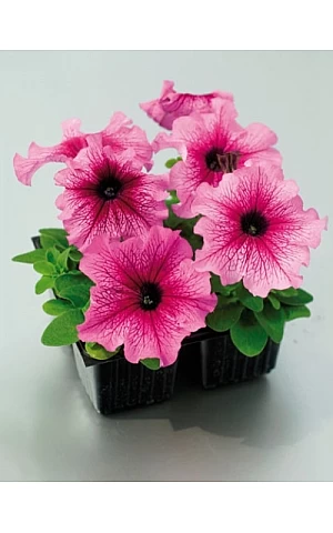 Петунія грандифлора Tango F1 Plum