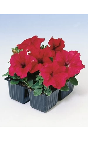 Петунія грандифлора Tango F1 Red