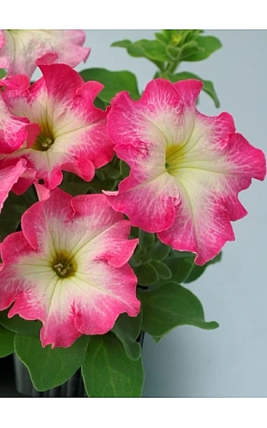 Петунія грандифлора Tango F1 Rose Morn