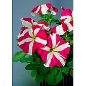 Петунія грандифлора Tango F1 Rose Star