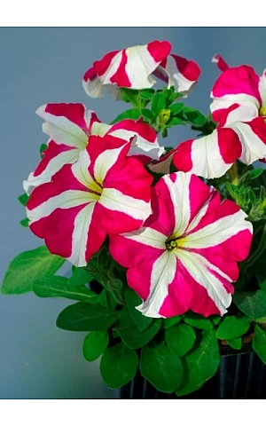 Петунія грандифлора Tango F1 Rose Star
