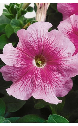 Петунія грандифлора Tango F1 Rose Veined