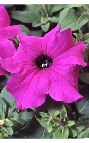 Петунія грандифлора Tango F1 Violet