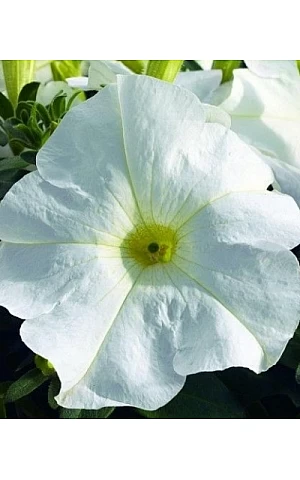 Петунія грандифлора Tango F1 White