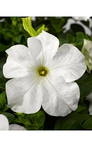 Петунія Грандіфлора Трітунія F1 (Tritunia F1) Fresh White