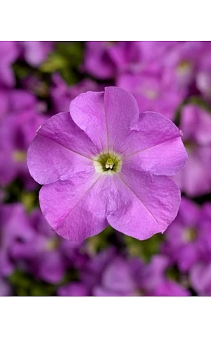 Петунія Грандіфлора Трітунія F1 (Tritunia F1) Lavender