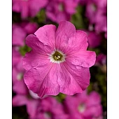Петунія Грандіфлора Трітунія F1 (Tritunia F1) Pink