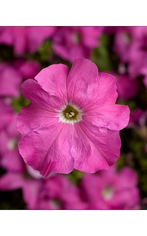 Петунія Грандіфлора Трітунія F1 (Tritunia F1) Pink