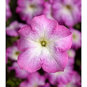 Петунія Грандіфлора Трітунія F1 (Tritunia F1) Pink Morn