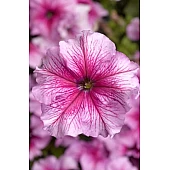 Петунія Грандіфлора Трітунія F1 (Tritunia F1) Pink Veined