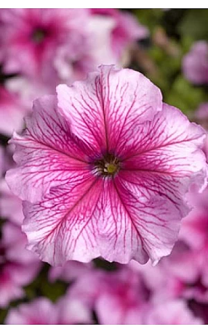 Петунія Грандіфлора Трітунія F1 (Tritunia F1) Pink Veined