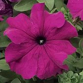 Петунія Грандіфлора Трітунія F1 (Tritunia F1) Purple
