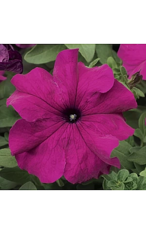 Петунія Грандіфлора Трітунія F1 (Tritunia F1) Purple