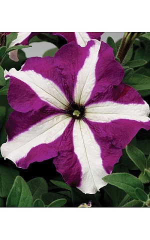 Петунія Грандіфлора Трітунія F1 (Tritunia F1) Purple Star