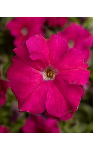 Петунія Грандіфлора Трітунія F1 (Tritunia F1) Rose