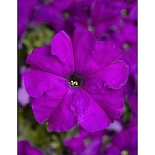 Петунія Грандіфлора Трітунія F1 (Tritunia F1) Violet 