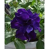 Петуния Махровая Double Cascade Blue