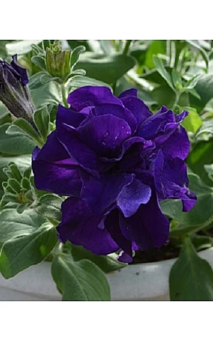 Петуния Махровая Double Cascade Blue