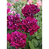 Петуния Махровая Double Cascade F1 Burgundy
