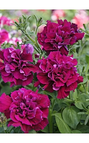 Петуния Махровая Double Cascade F1 Burgundy