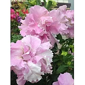 Петуния Махровая Double Cascade F1 Orchid Mist