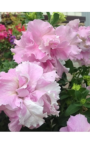 Петуния Махровая Double Cascade F1 Orchid Mist