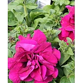Петуния Махровая Double Cascade F1 Pink