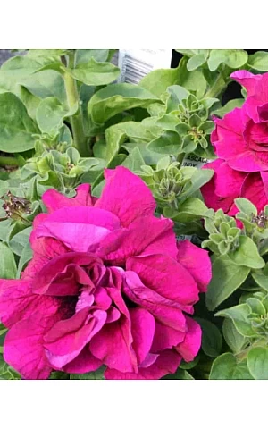 Петуния Махровая Double Cascade F1 Pink