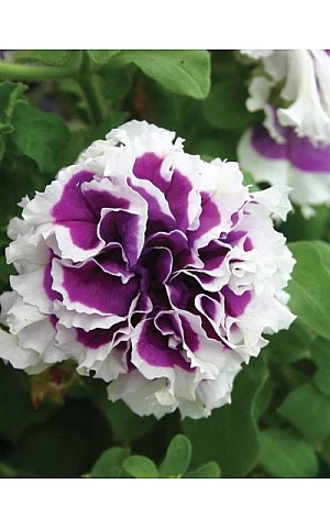 Петуния Махровая Pirouette F1 Purple