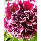 Петунія Махрова Pirouette F1 Rose