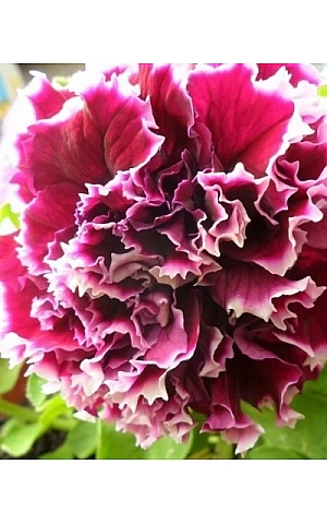 Петуния Махровая Pirouette F1 Rose