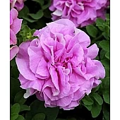 Петуния Мультифлора Махровая Duo Lavender