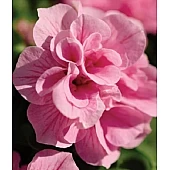 Петуния Мультифлора Махровая Duo Pink Satin