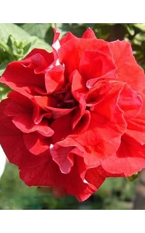 Петуния Мультифлора Махровая Duo Red