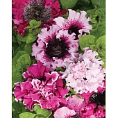 Петунія Тріумф F1 суміш 