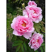 Півонія деревовидна Yin hong liao dui (Світло рожевий)