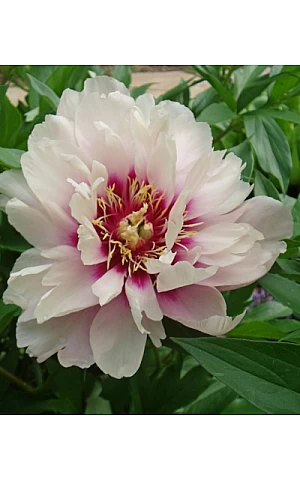 Півонія ІТО Cora Louise (Кора Луїс)