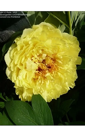 Півонія ІТО Yellow Crown (Еллоу Кроун)