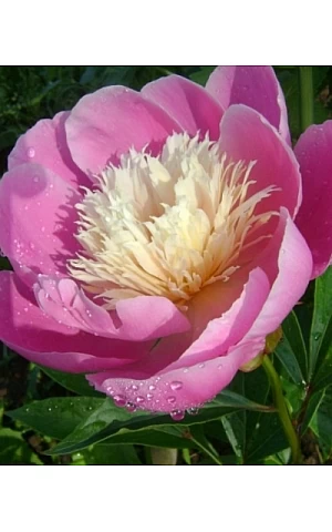 Півонія трав'янистий Bowl of Beauty (Боуль оф Бьюті)