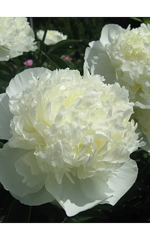 Півонія трав'янистий Duchesse de Nemours (Дюшес де Немур)