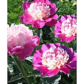 Пион травянистый Gay Paree (Гей Пари)