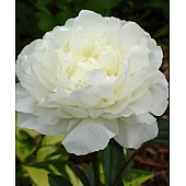 Пион травянистый Snow Supreme (Сноу Суприм)